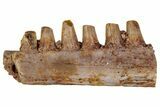 Triassic Fossil Ornithischian Jaw Section - Texas #315717-1